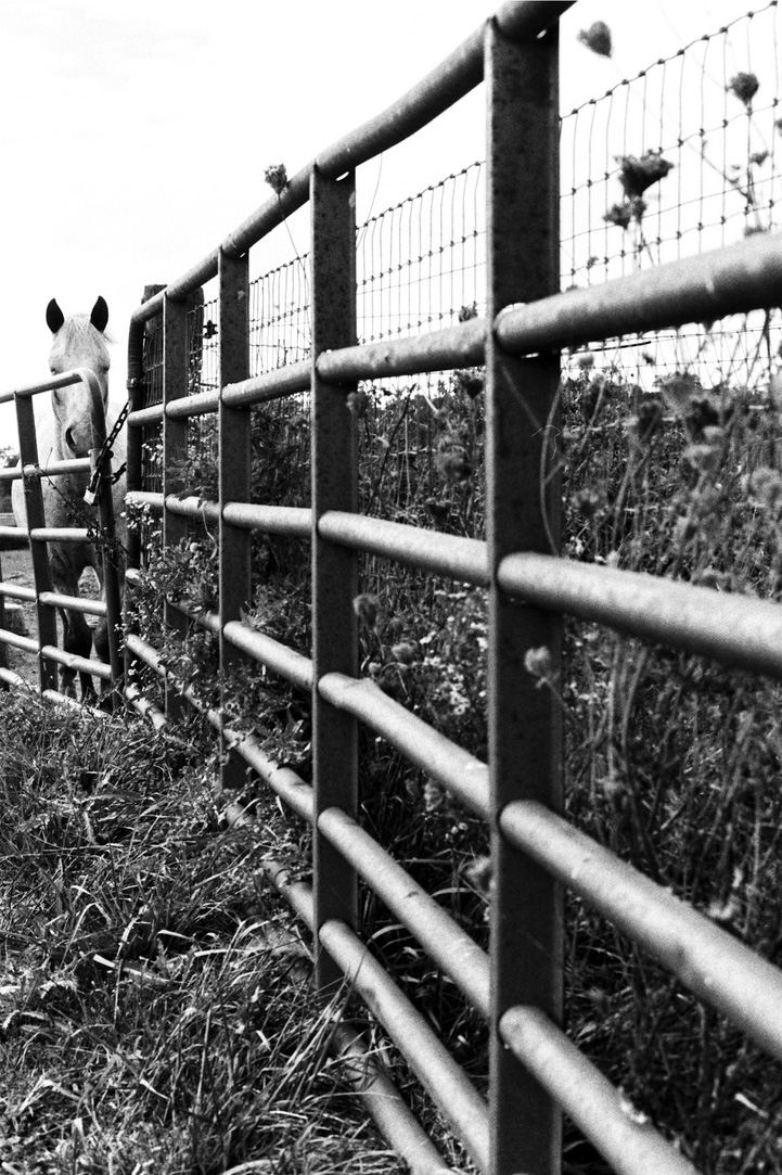 A fenced in horse in black & white